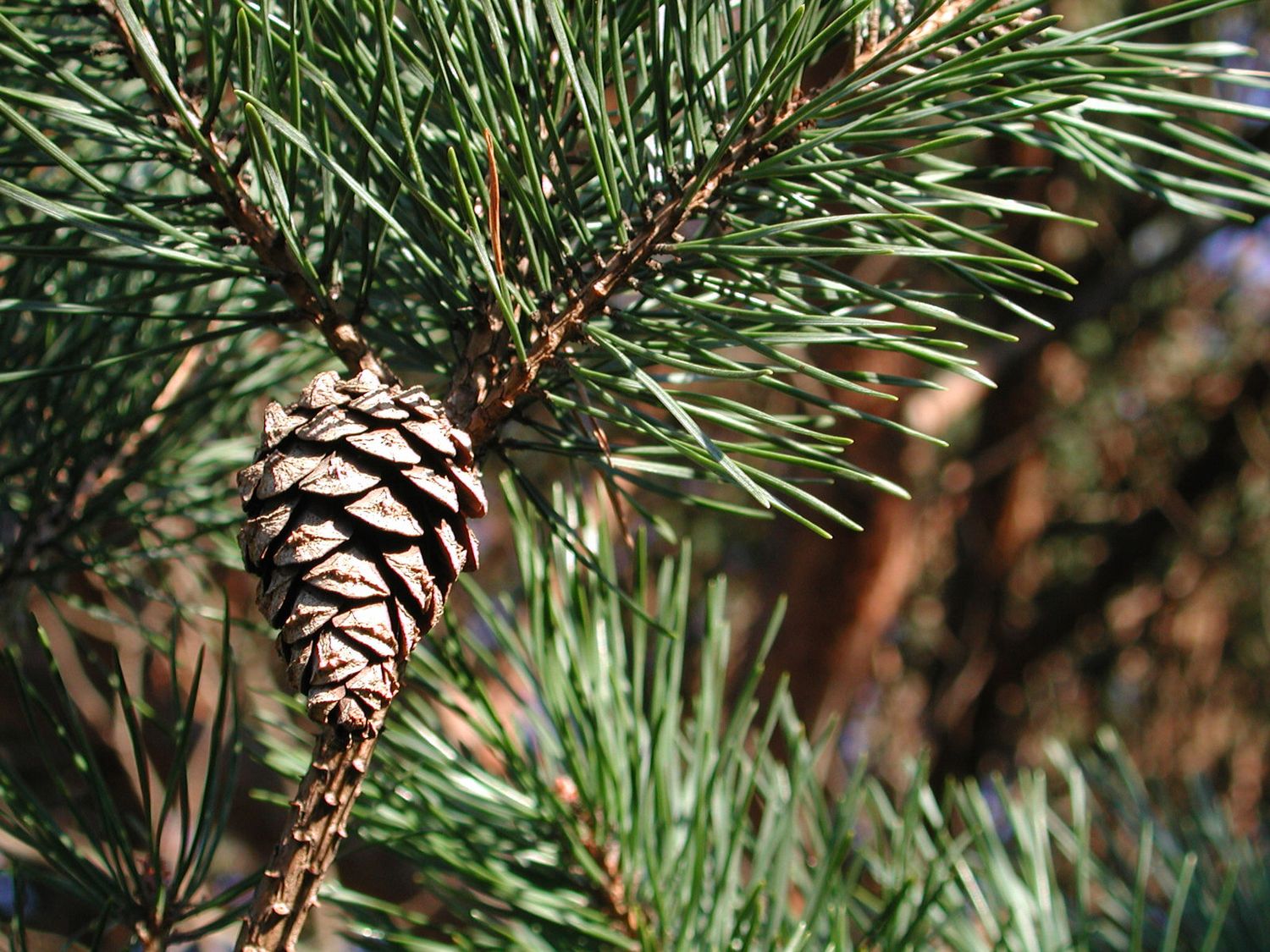 Pinus sylvestris, Pino silvestre - vaso Ø18 cm, h 80 cm