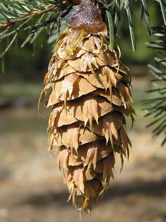 Douglasia, Pseudotsuga menziesii, Abete di Douglas, Pino dell’Oregon - vaso Ø18 cm, h 80 cm