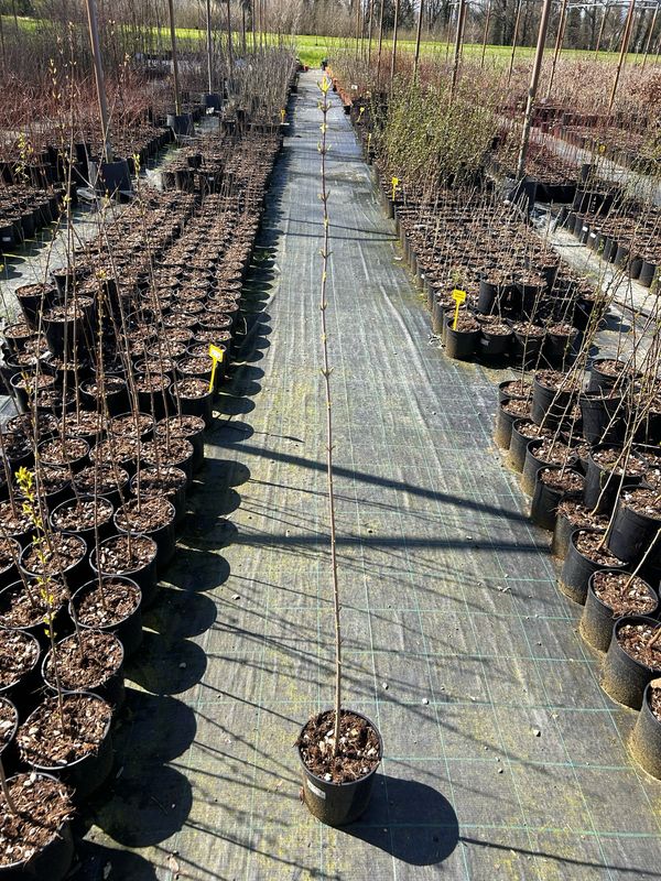 Acer tataricum, Acero Tataro - vaso 3 litri, 130 cm