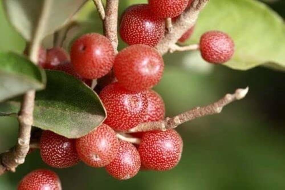 Elaeagnus umbellata, Olivello d’autunno - vaso Ø18 cm, H 110-120
