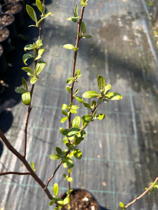 Elaeagnus umbellata, Olivello d’autunno - vaso Ø18 cm, H 110-120