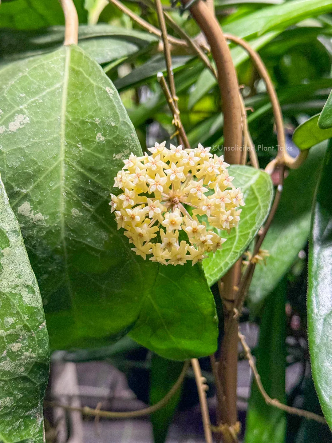 Hoya verticillata 'Lampung' - vaso Ø10,5 cm