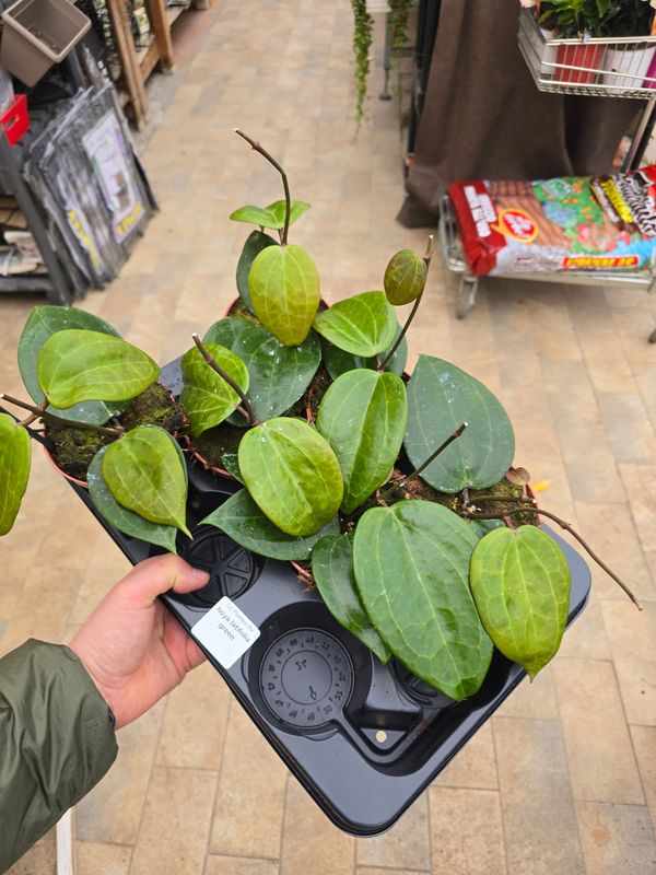 Hoya latifolia 'Green' - vaso Ø10,5 cm