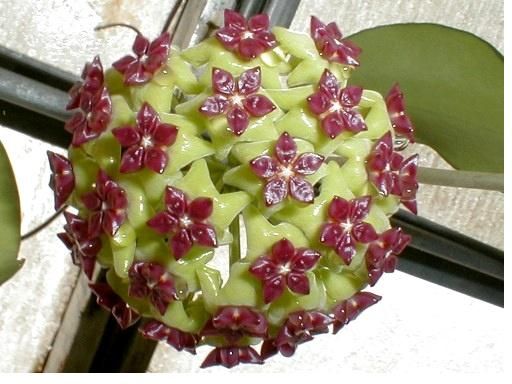 Hoya cinnamomifolia - vaso Ø10,5 cm Hoya cinnamomifolia - vaso Ø10,5 cm