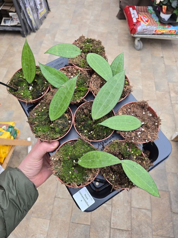Hoya cinnamomifolia - vaso Ø10,5 cm