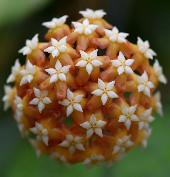 Hoya aff. vitellina - vaso Ø10,5 cm Hoya aff. vitellina - vaso Ø10,5 cm