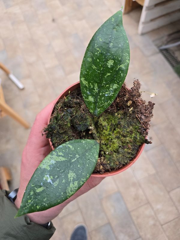 Hoya aff. vitellina - vaso Ø10,5 cm