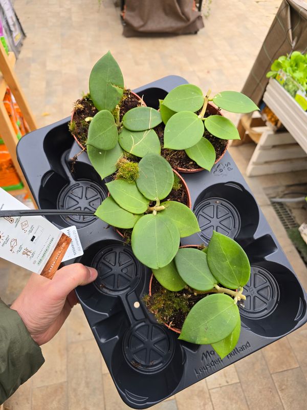 Hoya icensis - vaso Ø10,5 cm