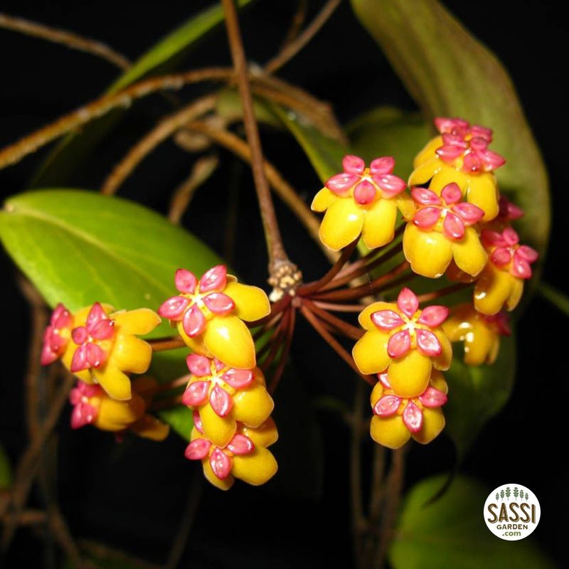 Hoya soligamiana - vaso Ø9cm