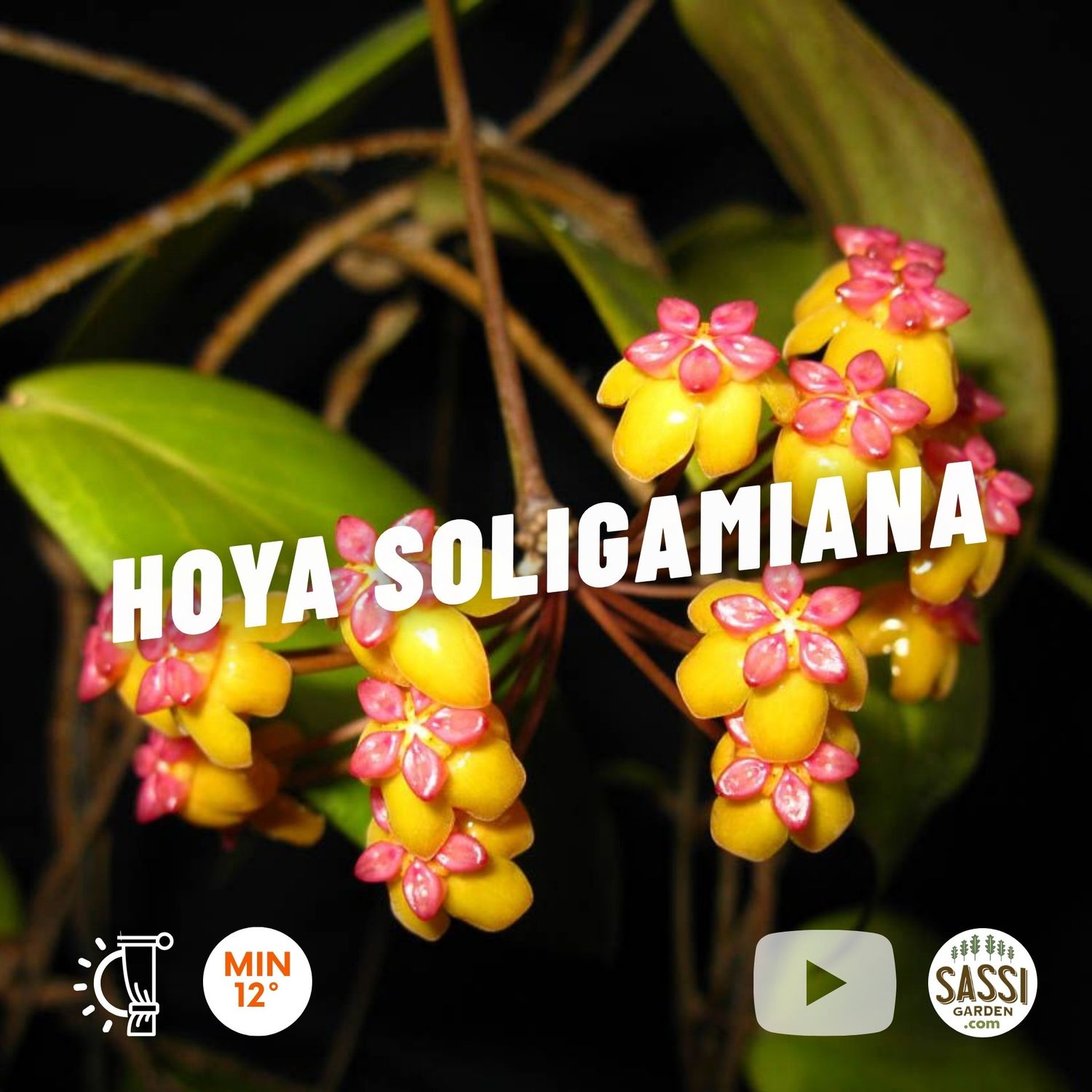 Hoya soligamiana - vaso Ø9cm