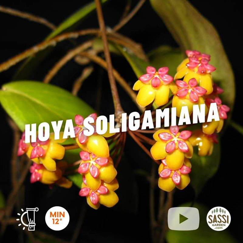 Hoya soligamiana - vaso Ø9cm Hoya soligamiana - vaso Ø9cm
