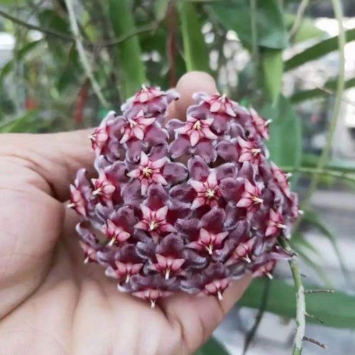 Hoya 'Black Dragon' - vaso Ø10,5 cm Hoya 'Black Dragon' - vaso Ø10,5 cm