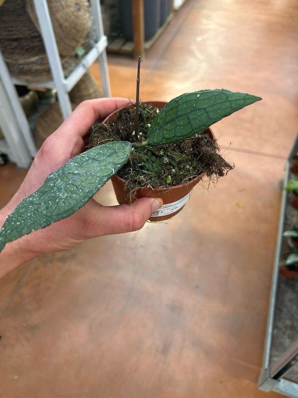 Hoya clemensorium 'Sumatra' - vaso Ø10,5 cm