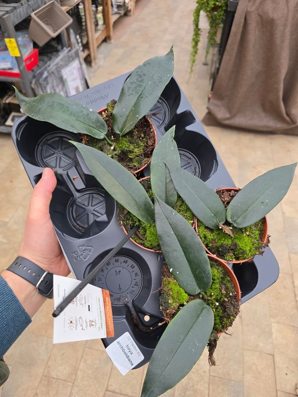 Hoya archboldiana - vaso Ø10,5 cm