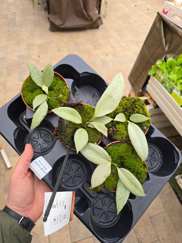 Hoya 'New Guinea Ghost' - vaso Ø10,5 cm