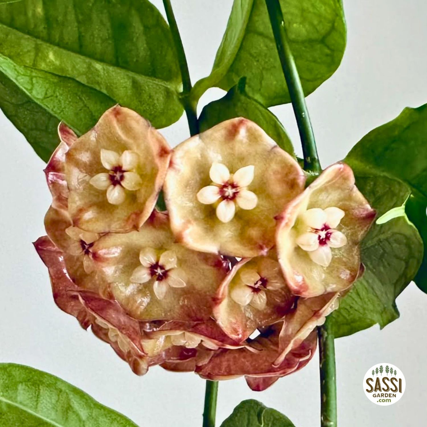 Hoya sp. Padang Sidempuan - vaso Ø10,5 cm Hoya sp. Padang Sidempuan - vaso Ø10,5 cm