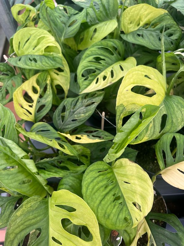Monstera adansonii 'Aurea', Monstera Monkey Mask Aurea - vaso Ø17cm