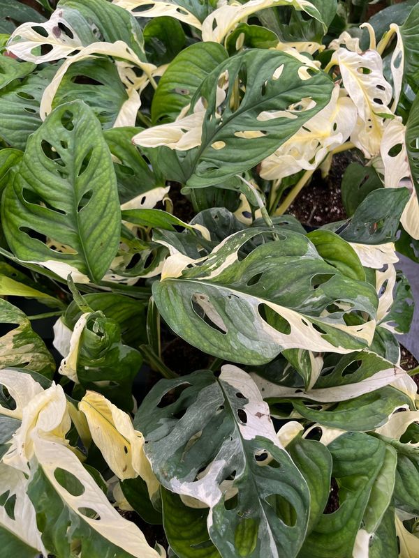 Monstera adansonii ' Tricolor ' - Monstera adansonii variegata - Monstera adansonii Tricolor - Monkey Mask Variegata - vaso Ø14