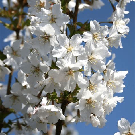 Prunus nipponica 'Brilliant', Ciliegio giapponese - vaso Ø23 scd Prunus nipponica 'Brilliant', Ciliegio giapponese - vaso Ø23 scd