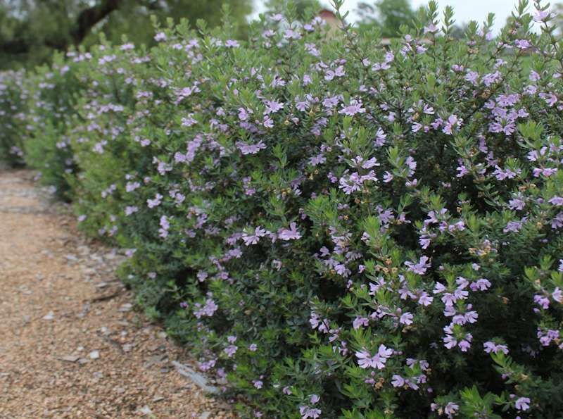 Westringia Fruticosa fiore Viola cespuglio - vaso Ø24 cm