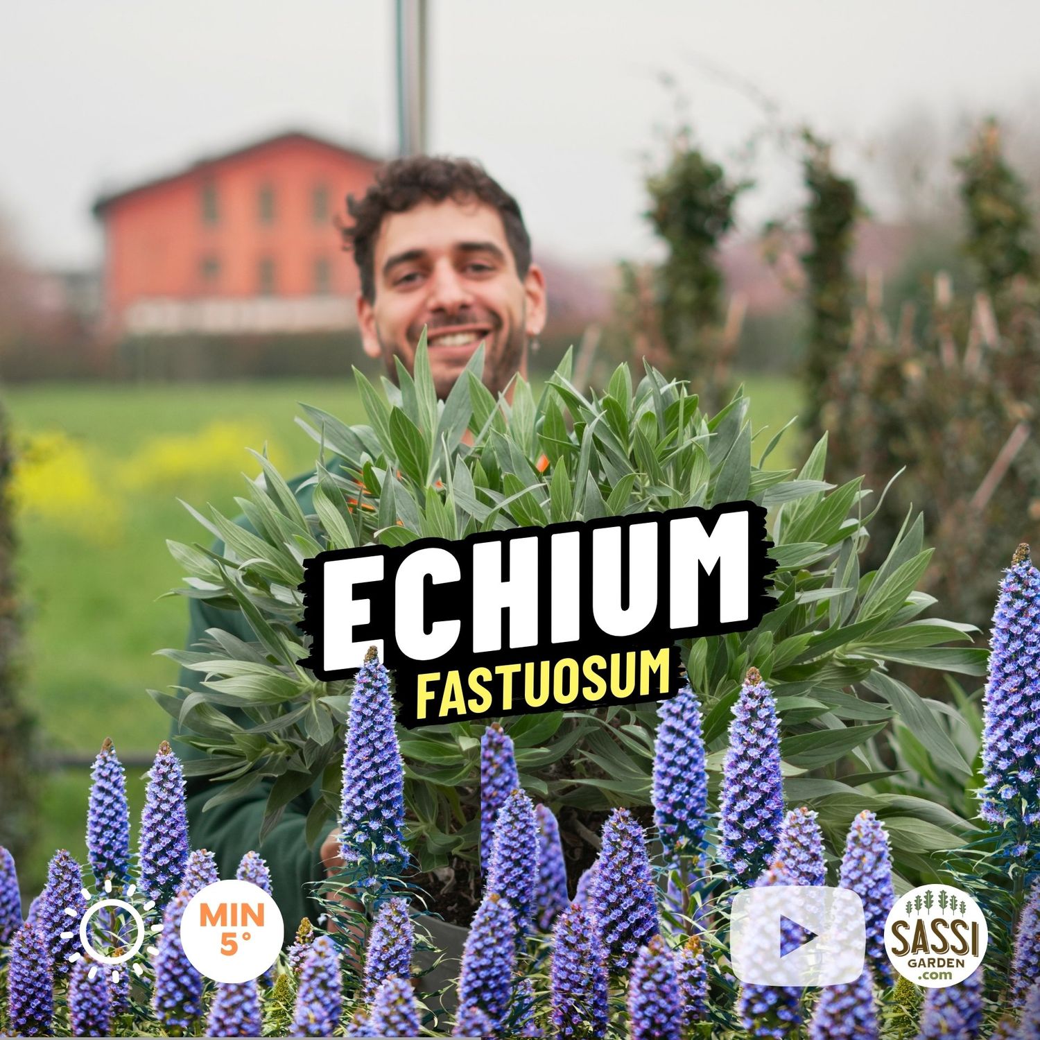 Echium Fastuosum cespuglio - vaso Ø24 cm Echium Fastuosum cespuglio - vaso Ø24 cm