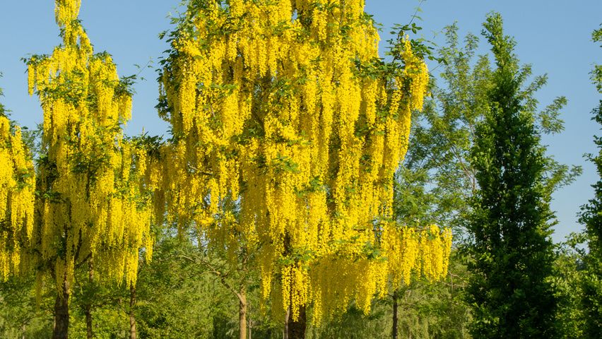 Laburnum × watereri 'Vossii', Maggiociondolo dorato - vaso Ø24 h 120  cm