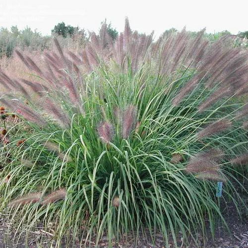Pennisetum alopecuroides 'Red Head' - vaso Ø18