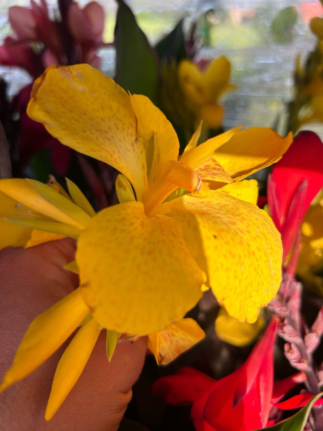 Canna indica, Canna indiana Canna brasiliensis 'Lemon' - vaso Ø17 cm Canna indica, Canna indiana Canna brasiliensis 'Lemon' - vaso Ø17 cm