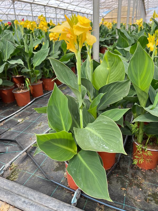 Canna indica, Canna indiana Canna brasiliensis 'Lemon' - vaso Ø17 cm