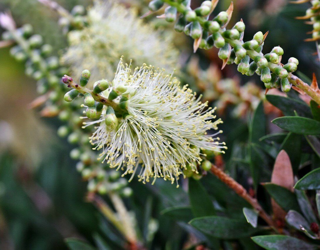 Callistemon citrinus 'Albus', Scopettino bianco - vaso Ø18 cm Callistemon citrinus 'Albus', Scopettino bianco - vaso Ø18 cm