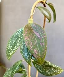 Hoya sp. 'Wibergiae' - vaso Ø12 cm