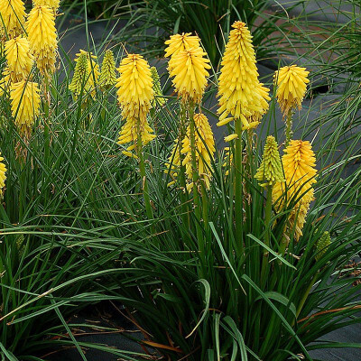Kniphophia uvaria 'Citrina' - vaso Ø12 cm