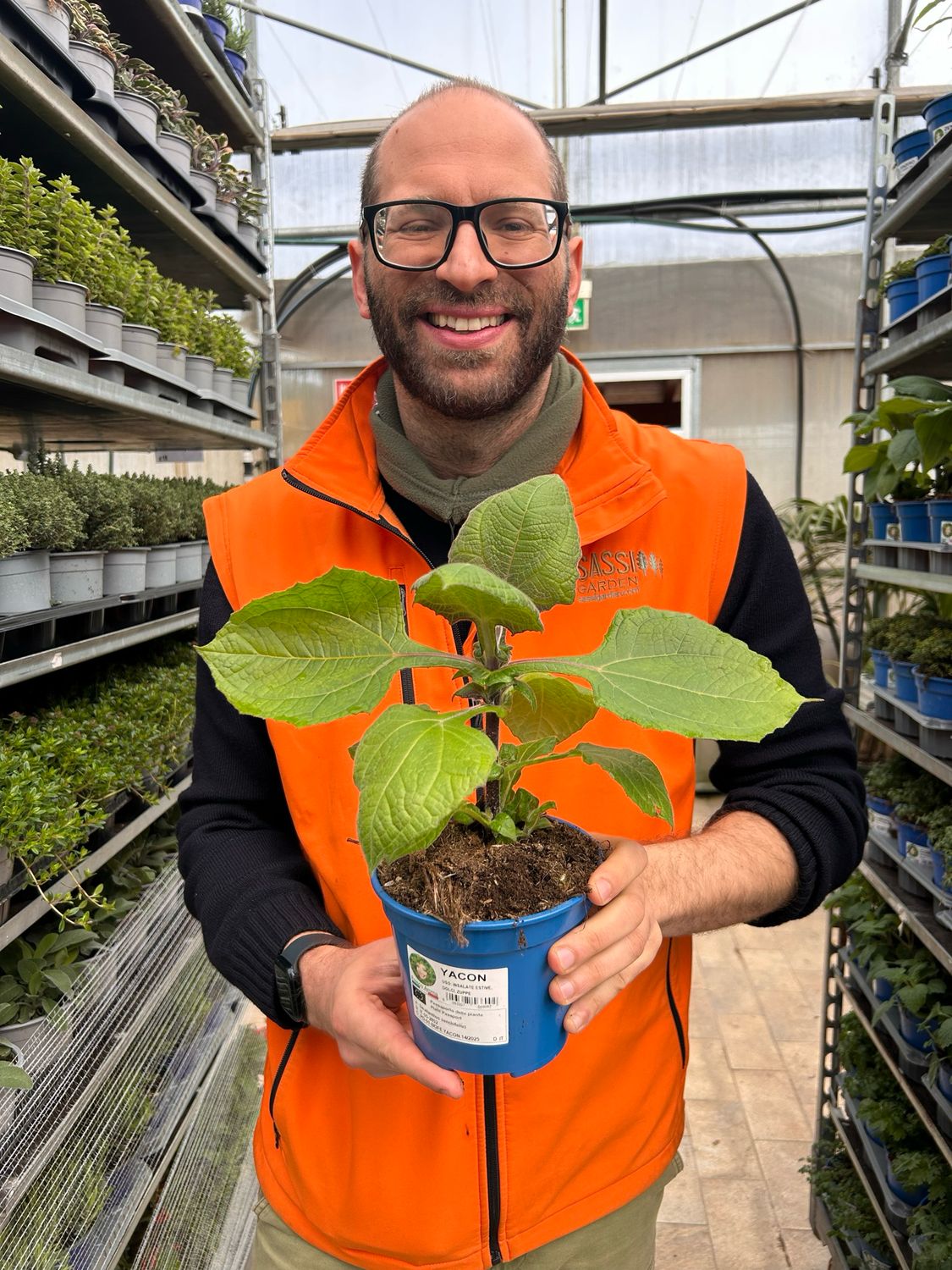 Yacon, Mela di Terra, Smallanthus sonchifolius - vaso Ø14 cm