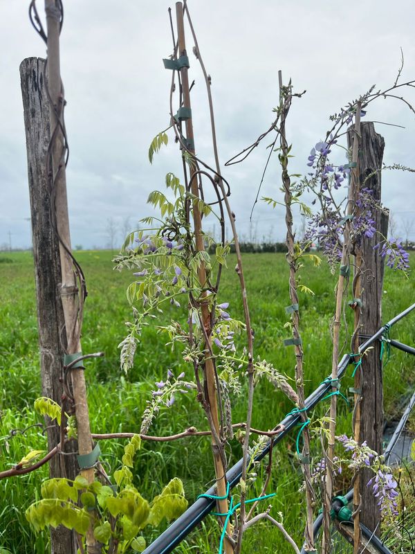 Glicine, Wisteria sinensis 'Prolific' - vaso Ø21 cm