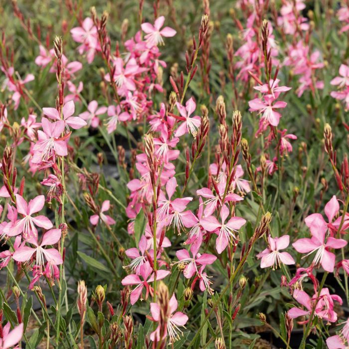 Gaura Lindheimeri rosa tenue  - vaso Ø17 cm
