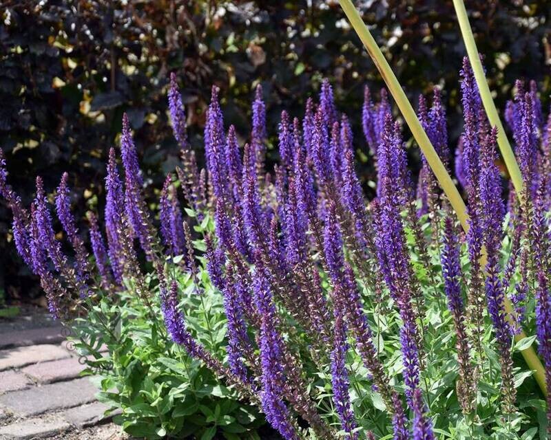Salvia nemorosa 'Ostfriesland' (potata) - vaso Ø12 cm