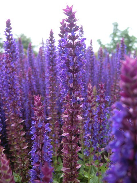 Salvia nemorosa 'Ostfriesland' - vaso Ø12 cm