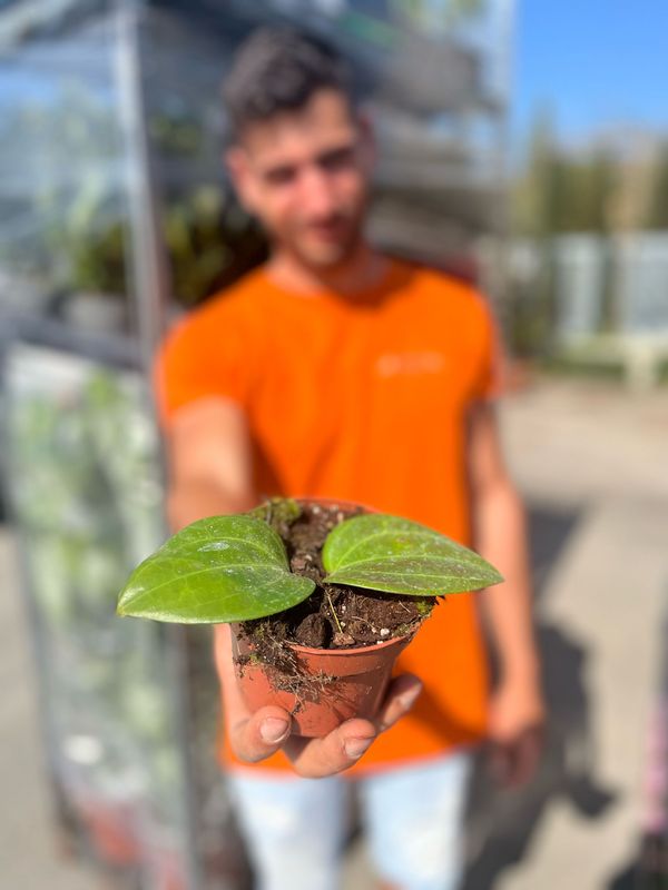 Hoya macrophylla 'Borneo' - vaso Ø10,5 cm