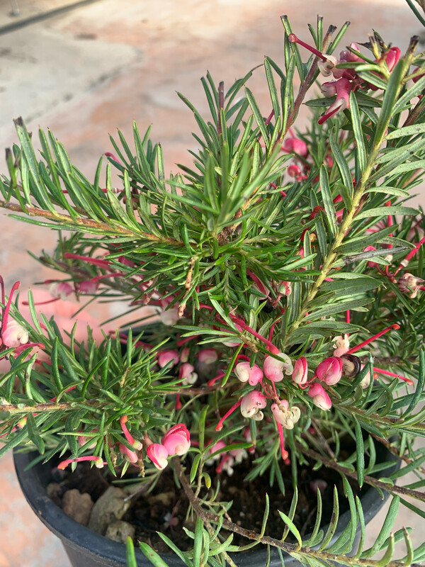 Grevillea rosmarinifolia - vaso Ø18 cm Grevillea rosmarinifolia - vaso Ø18 cm