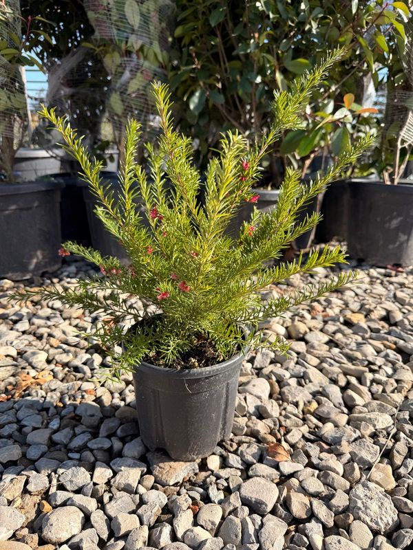 Grevillea rosmarinifolia - vaso Ø18 cm