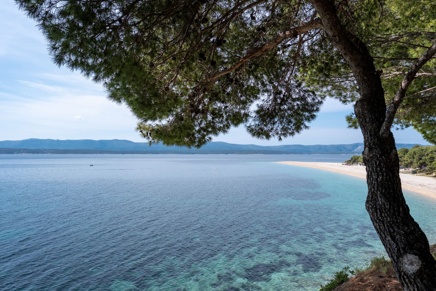 Pinus halepensis, Pino d’Aleppo - vaso Ø21 cm, h 80 cm Pinus halepensis, Pino d’Aleppo - vaso Ø21 cm, h 80 cm
