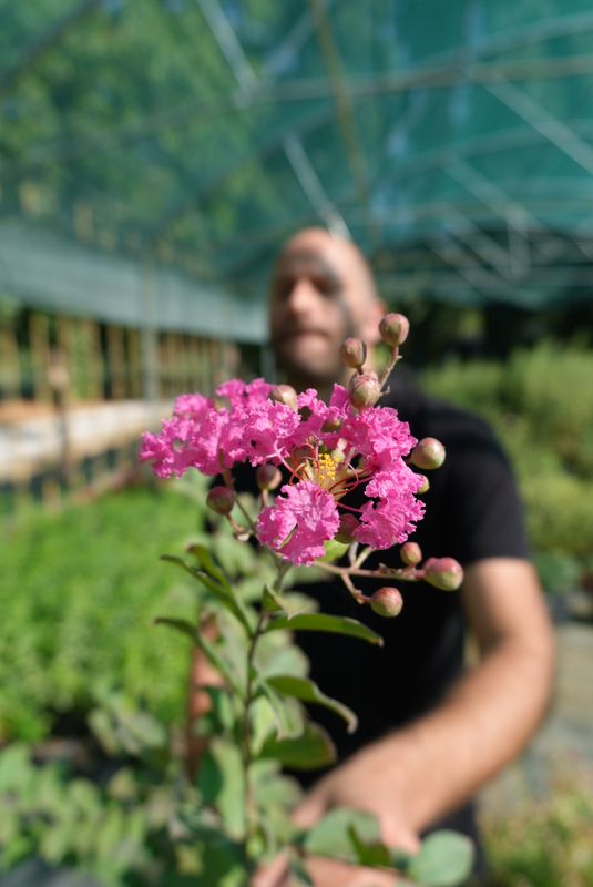 Lagerstroemia indica 'Rubra Magnifica' - FOTO AGOSTO 2025