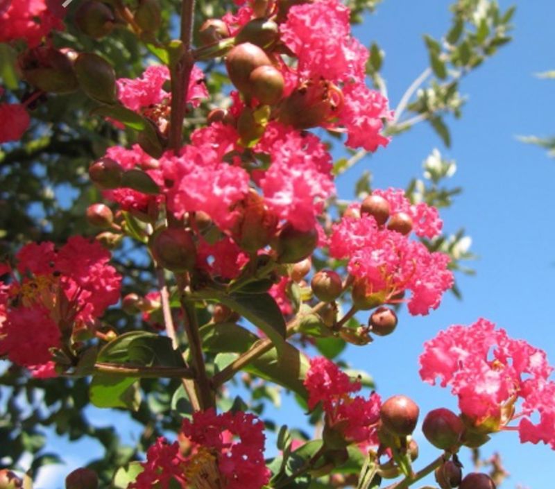 Lagerstroemia indica 'Rubra Magnifica', Mirto crespo - vaso 2 litri