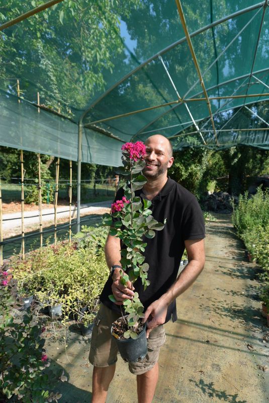 Lagerstroemia indica 'Pink Velours' - FOTO AGOSTO 2025
