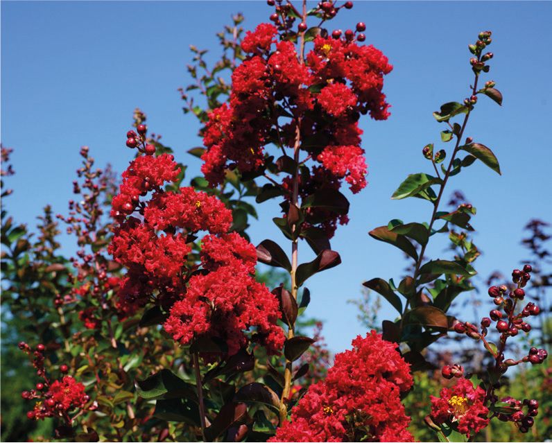 Lagerstroemia indica 'Concy Red', Mirto crespo - vaso 3 litri mnt