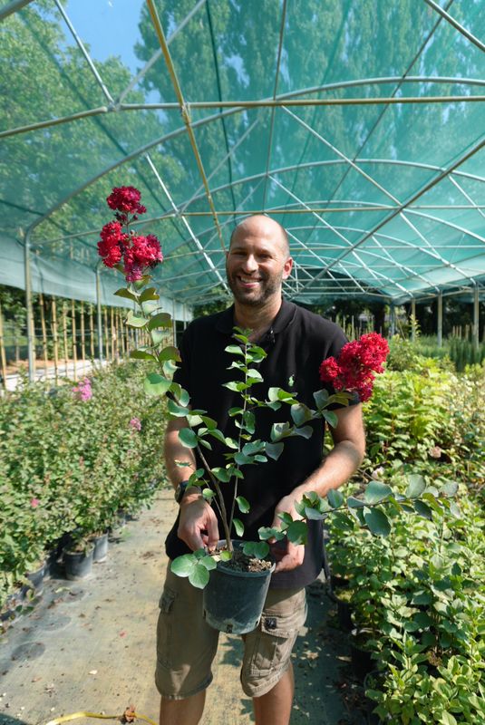 Lagerstroemia indica 'Concy Red' - FOTO AGOSTO 2025
