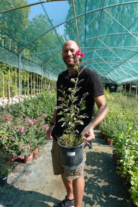 Lagerstroemia indica 'Petite Red' - FOTO AGOSTO 2025