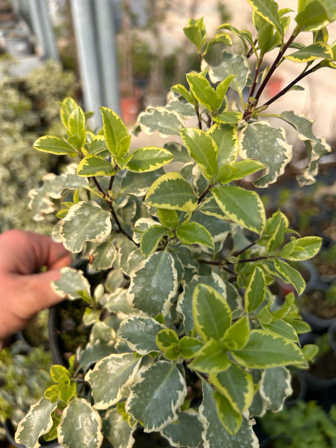 Pittosporum heterophyllum 'Variegatum', Pittosporo variegato, Pitosforo - vaso Ø18 cm