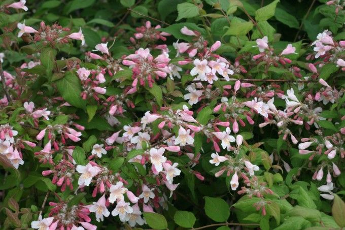 Kolkwitzia amabilis ‘Pink Cloud’ - vaso Ø19 cm Kolkwitzia amabilis ‘Pink Cloud’ - vaso Ø19 cm