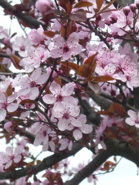 Prunus cerasifera 'Pissardii', Prunus Pissardi, Cagnetto, Ciliegio da fiore - vaso Ø24 cm, h 250cm ALBERETTO